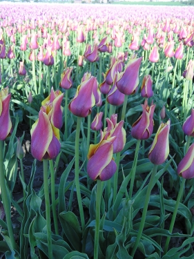 Tulp Ballade Dream